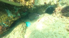 Rypticus saponaceus
