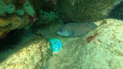 Rypticus saponaceus
