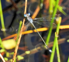 Lestes tridens