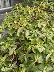 Rhododendron impeditum
