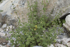 Stachys hissarica