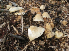 Agrocybe rivulosa