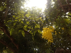 Cassia fistula