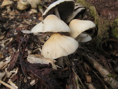 Agrocybe rivulosa