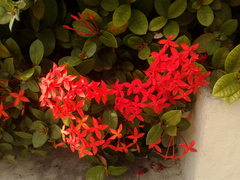 Ixora