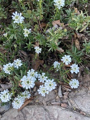 Iberis sempervirens