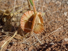 Tribulus pterophorus
