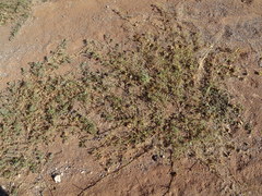 Tribulus pterophorus