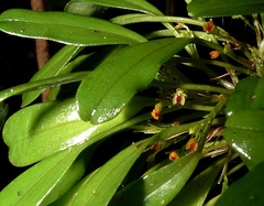 Platystele reflexa