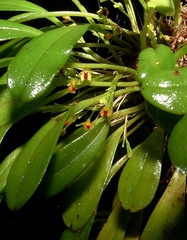 Platystele reflexa