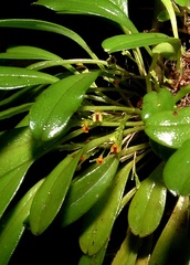 Platystele reflexa