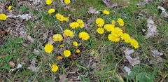 Tussilago farfara