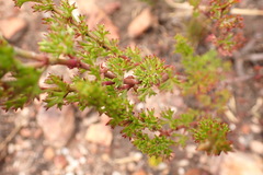 Pelargonium ternatum