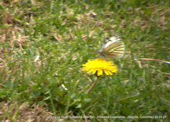 Tatochila xanthodice