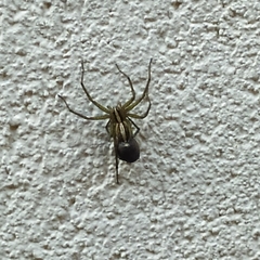 Neoctenus