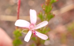 Pelargonium ternatum
