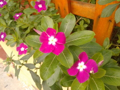 Catharanthus roseus