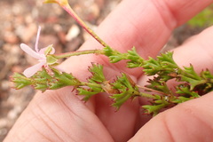 Pelargonium ternatum