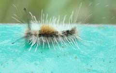 Dasychira chekiangensis