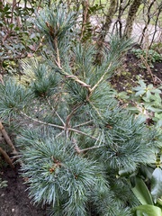 Pinus parviflora