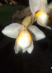 Stanhopea ecornuta