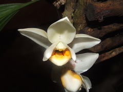Stanhopea ecornuta