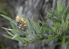 Callistachys lanceolata