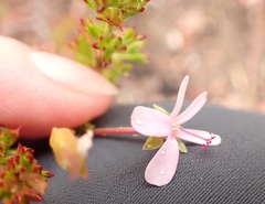 Pelargonium ternatum