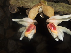 Stanhopea ecornuta