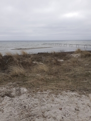 Haematopus ostralegus