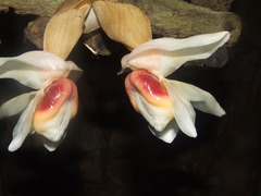 Stanhopea ecornuta