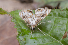 Paracataclysta fuscalis