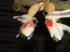 Stanhopea ecornuta