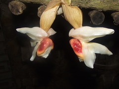 Stanhopea ecornuta