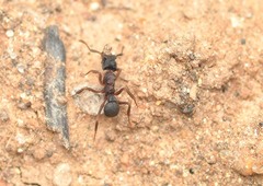 Cyphomyrmex rimosus