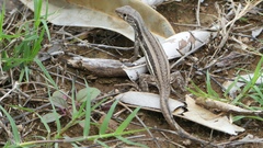 Leiocephalus raviceps