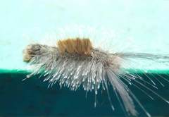 Dasychira chekiangensis