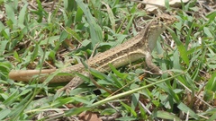 Leiocephalus raviceps