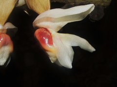 Stanhopea ecornuta