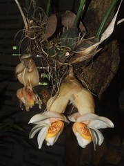 Stanhopea ecornuta