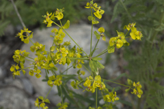 Euphorbia esula tommasiniana