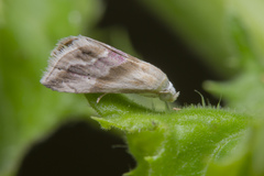 Eublemma cochylioides