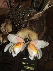 Stanhopea ecornuta