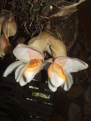 Stanhopea ecornuta
