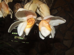 Stanhopea ecornuta