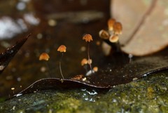 Collybiopsis quercophila