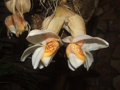 Stanhopea ecornuta