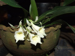 Rodriguezia compacta