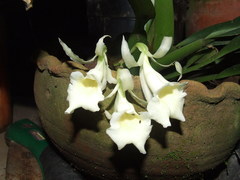 Rodriguezia compacta