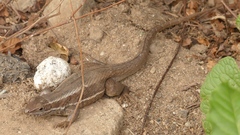 Leiocephalus cubensis